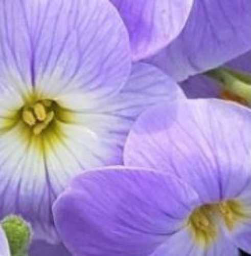 Aubrieta Florado Blue White Bicolor