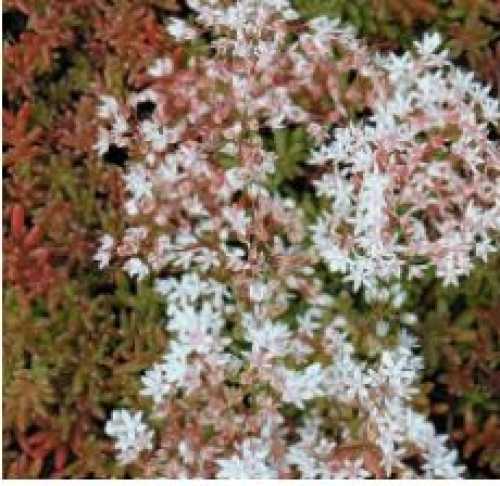 Sedum Album Coral Carpet