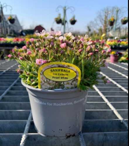 Saxifraga Ice Colour Pearl White