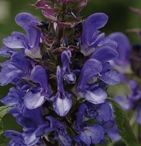 Salvia Sage Nemorosa Blue Marvel