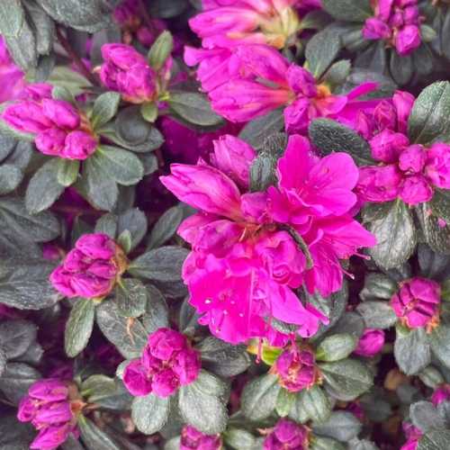 Azalea Japonica Multiflora Purper