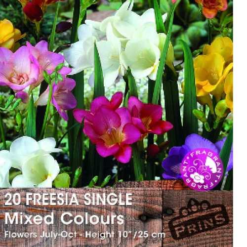 Fuchsia Mixed x 4