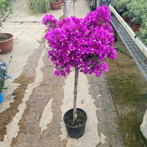 Buy Quality Bougainvillea Mini Standard