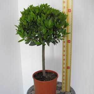 Laurus Nobilis Bay Tree 55-60cm Stem, 35cm head, 1/4 Standard 15ltr (Topiary Plant)