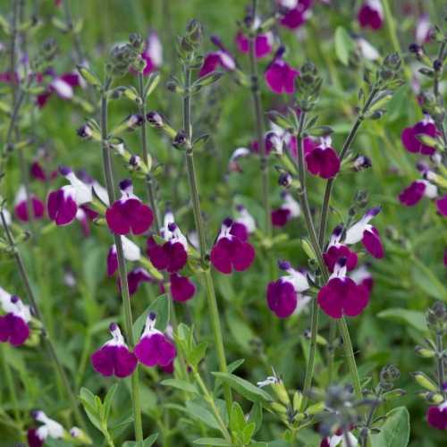 7458_500_094133_Salvia_Amethyst_Lips_1_300.jpg