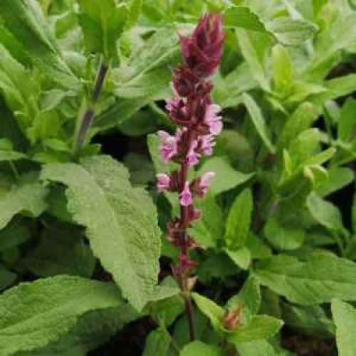 7471_500_114811_Salvia_Carradonna_Pink_1_300.jpg