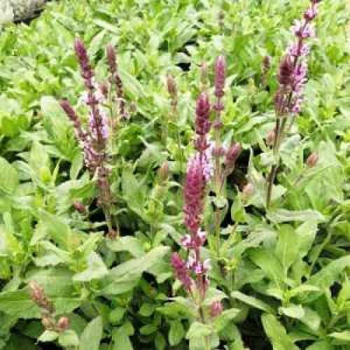 7471_500_114811_Salvia_Carradonna_Pink_3_300.jpg