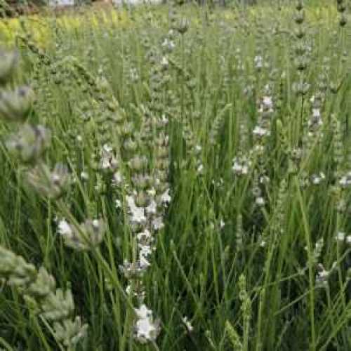 Lavender Angustifolia Edelweiss White Flowering English Lavander