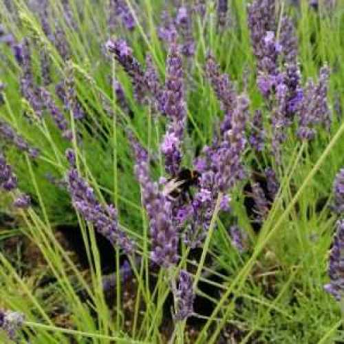 Lavender Angustifolia Grosso (English Lavender)