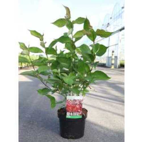 Cornus Alba Baton Rouge (Dogwood)