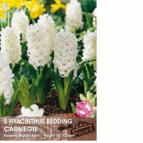 Hyacinth Bedding Carnegie Bulbs 5 Per Pack