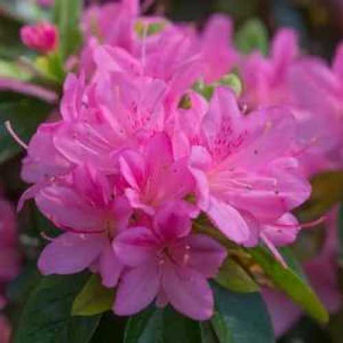 Azalea Japonica Geisha Pink (Momoko)