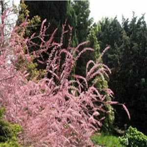 Tamarix Tetrandra (Tamarisk) Four Stamen Tamarisk