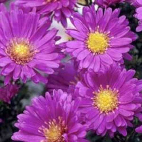 Aster Novi-Belgii Sarah Ballard (Michaelmas Daisy)
