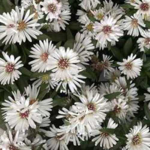 Aster Novi-Belgii White Ladies ( Michaelmas Daisy)