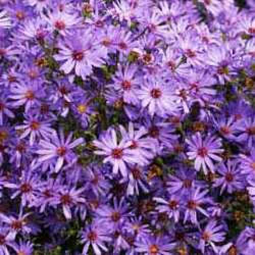 Aster Novi-Belgii x Cordifolius Treffpunkt (Michaelmas Daisy)