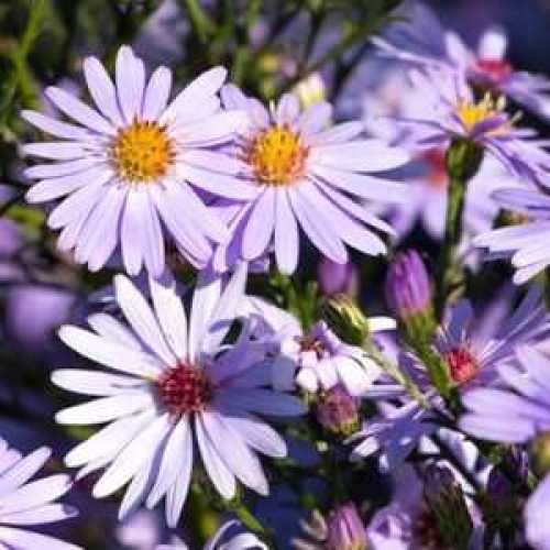 Aster Symphyotrichum Little Carlow (Michaelmas Daisy)
