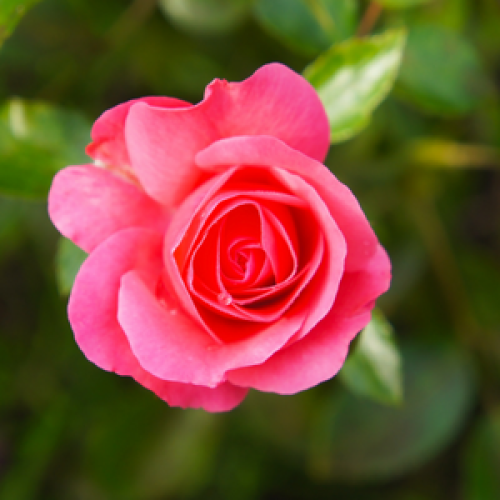 Cherry Bonica Hybrid Tea Rose