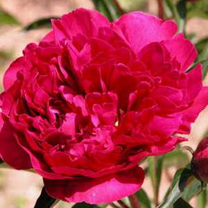 Peony (Paeonia)  Karl Rosenfield