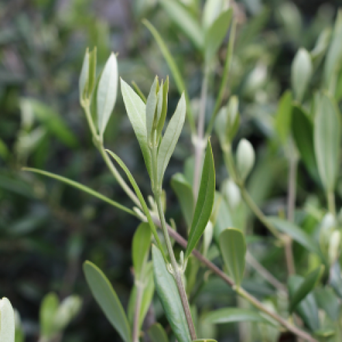 Olea Europaea - 1/4 Standard Olive Tree
