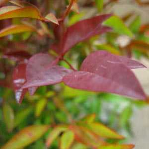 Nandina domestica (Heavenly Bamboo)