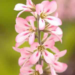 Francoa 'Pink bouquet' (Bridal Wreath)