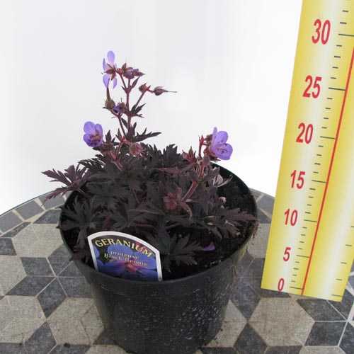 Geranium pratense 'Black Beauty' (Cranesbill 'Black Beauty') 3Ltr