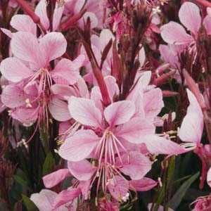 Gaura 'Passionate Blush'