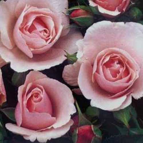 Many Happy Returns Floribunda Rose