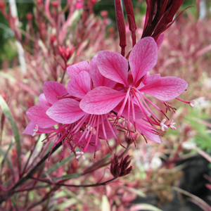 Gaura 'Passionate Rainbow'