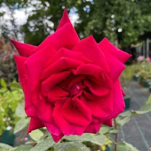 Deep Secret 1/2 Standard Rose