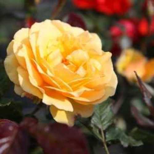 Korresia 1/2 Standard Rose