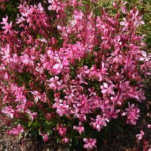 Gaura 'Tutti Frutti'