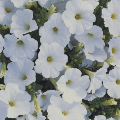 Petunia White Bedding Plants 10 Pack