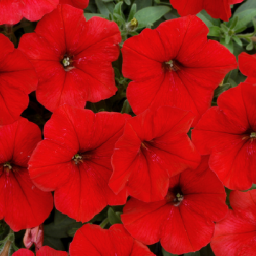 Petunia Red Bedding Plants 10 Pack