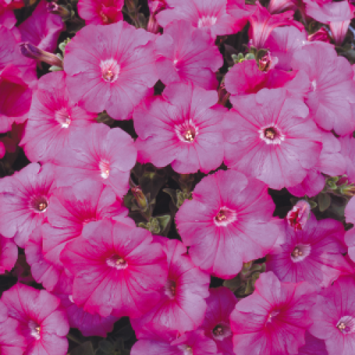Petunia Pink Bedding Plants 10 Pack