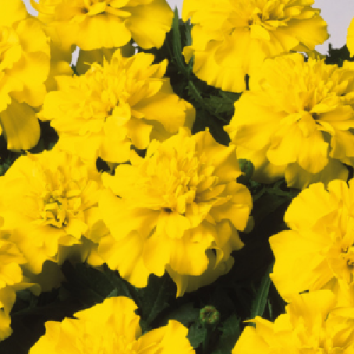 French Marigold Yellow 10 Pack