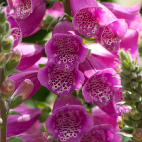 Digitalis Dalmatian Purple (Foxglove)
