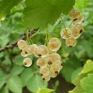 Whitecurrant Bush White Pearl  Ribes Rubrum 4Ltr