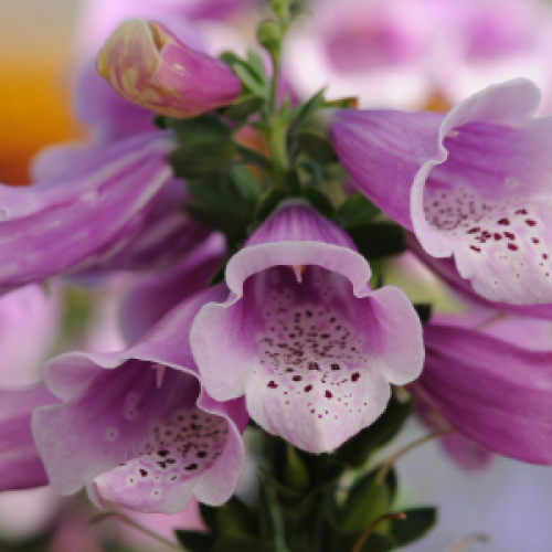 Digitalis Dalmatian Rose (Foxglove)