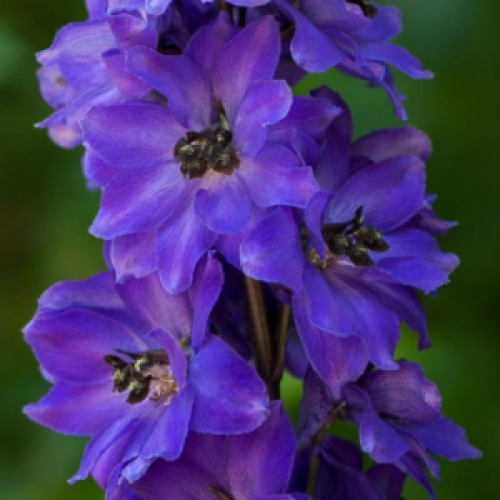 Delphinium Magic Fountains Sky Blue With Black Bee