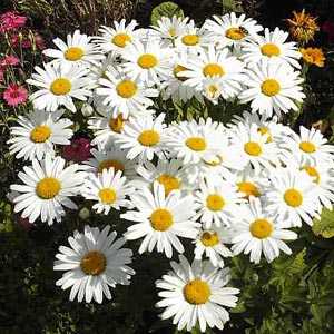 Leucanthemum Dwarf Snow Lady (Shasta Daisy)