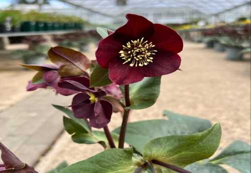 7846_500_022411_Helleborus_Star_Of_Love_flower.jpg