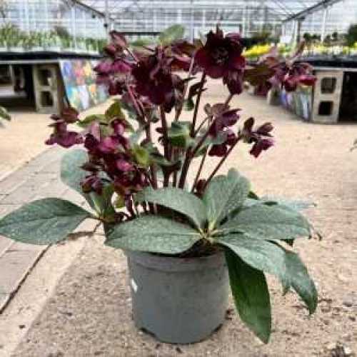 7846_500_044023_Helleborus_Star_of_love_5ltr.jpeg