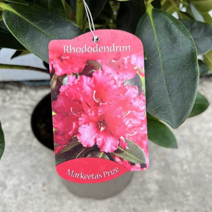 7867_500_041912_Rhododendron_Markeetas_Prize.jpeg