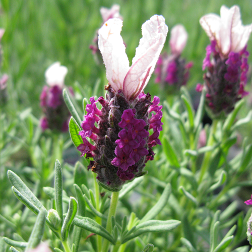 French Lavender  (Lavander/Lavandula Stoechas Kew Red) 3Ltr