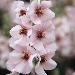 Verbascum 'Pink Kisses'