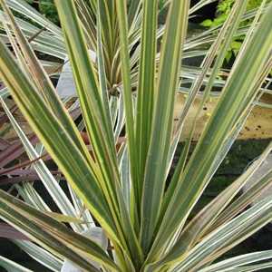 Cordyline australis 'Torbay Dazzler' (Cabbage Tree)