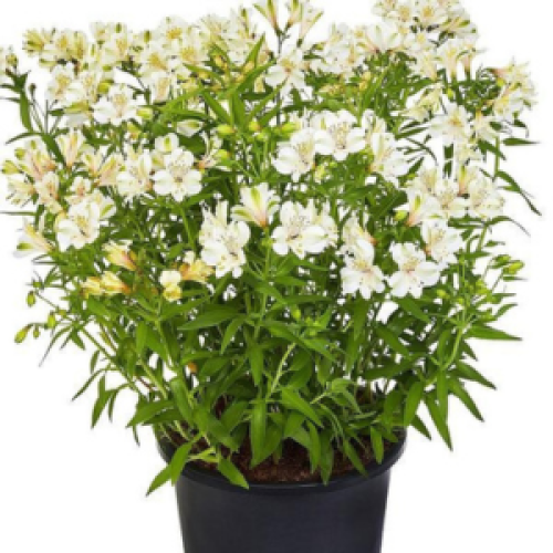 Alstroemeria Summer Paradise Summer Ice