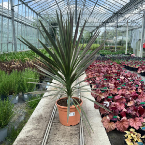 Cordyline Australis Chocolate Mint